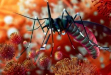 malaria in pregnancy
