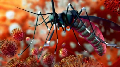 malaria in pregnancy