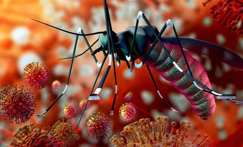 malaria in pregnancy