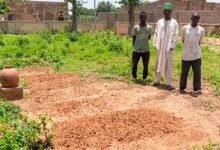 Kano diphtheria deaths