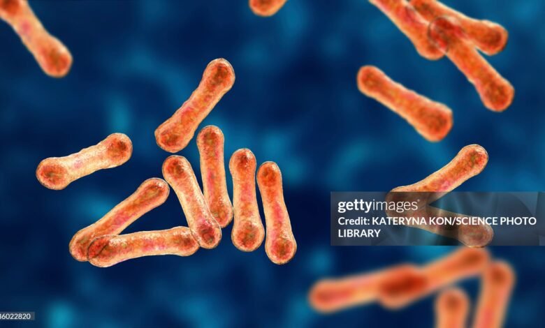 Diphtheria vaccination in Kano